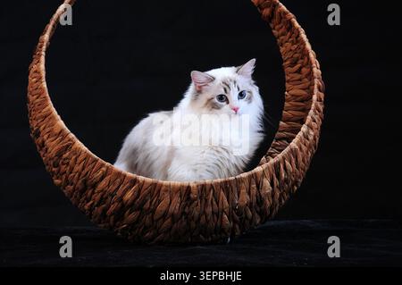 Un morbido gatto ragdoll dagli occhi blu con un cappotto bianco e crema si trova serenamente in un letto di gatto in rattan a forma di mezzaluna. L'arancione caldo e ruvido- Foto Stock