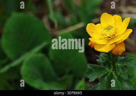 Fiore globo giallo selvatico in fiore su uno sfondo di foglie verdi sfocate, primo piano Foto Stock