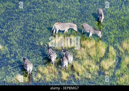 Colpo aereo di un gregge di zebre che pascolano nelle zone umide del delta dell'Okavango in Botswana. Foto Stock