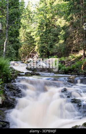 L'acqua a cascata scorre attraverso il torrente ombreggiato della foresta, accanto a una piccola struttura a ruota d'acqua in legno, circondata da alberi alti, rocce muschiate e densa estate Foto Stock