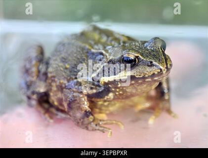 Rana comune Rana temporaria in acquario - ritratto ravvicinato Foto Stock