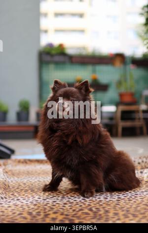 brown piccolo spitz seduto sul balcone. è vecchio Foto Stock