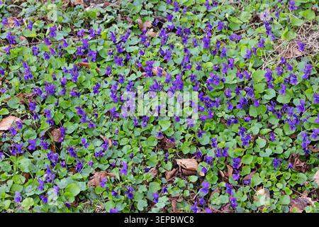 Sweet Violet (Viola odorata) fiori Norfolk marzo 2026 Foto Stock