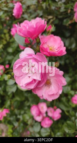 Un bellissimo gruppo di rose rosa che fioriscono su un lussureggiante cespuglio verde in un giardino estivo. Foto Stock