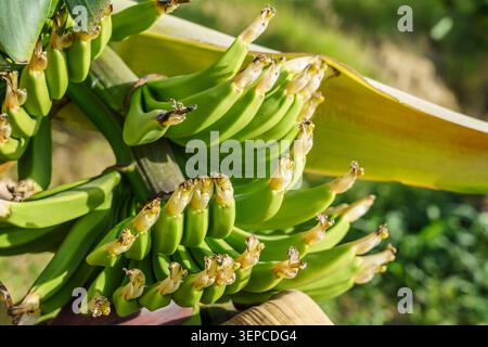 Le banane verdi si raggruppano su una pianta di banane circondata da grandi foglie in un ambiente tropicale con luce naturale che illumina la scena Foto Stock
