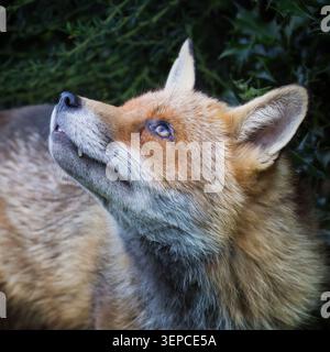 Primo piano di una volpe rossa selvaggia (Vulpes vulpes) che guarda in alto, Warwickshire Foto Stock