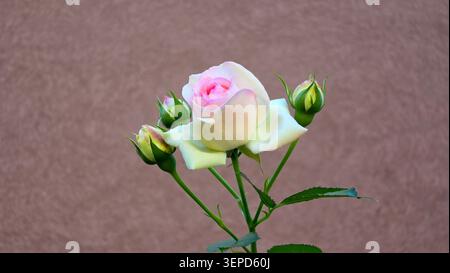 Un delicato fiore di rosa eden in fiore con petali esterni bianchi cremosi e un centro rosa tenue cresce su uno stelo con tre gemme verdi chiuse davanti Foto Stock