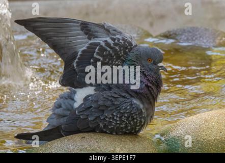 Primo piano di un piccione di roccia che poggia su una pietra fontana mentre allarga la sua ala durante il bagno, mostrando dettagliati piumoni e piume iridescenti del collo a. Foto Stock