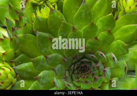 Vista macro dettagliata di galline e pulcini verdi succulenti che formano un motivo simmetrico di rosetta con foglie carnose e struttura geometrica naturale in A. Foto Stock