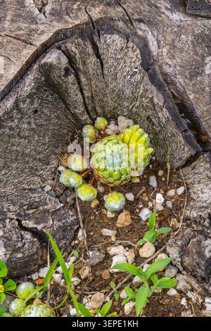 Le galline Sempervivum e i pulcini succulenti crescono all'interno di un ceppo di alberi cavo e intemperie, creando un contrasto sorprendente tra le rosette verdi fresche e l'invecchiamento W. Foto Stock