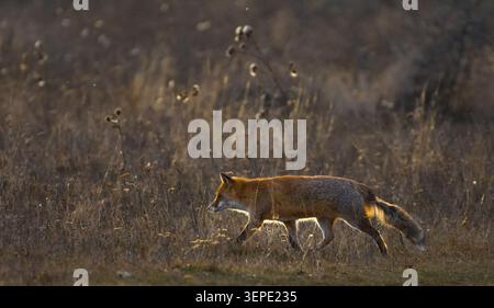 Fox che cammina da solo in erba alta (i) Foto Stock