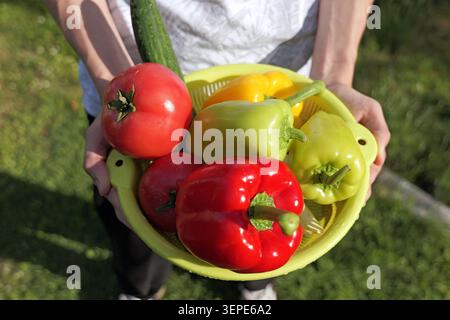 Le mani tengono in mano un vivace colino verde ripieno di verdure biologiche appena raccolte, tra cui peperoni rossi e gialli, cetriolo e pomodori maturi Foto Stock