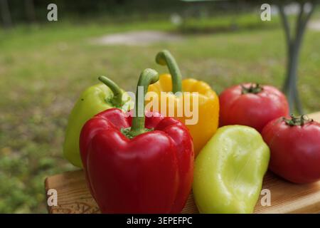 Peperoni assortiti e pomodori rossi maturi che mostrano colori vivaci e una sana freschezza, raccolti di recente dal giardino e con gocce d'acqua Foto Stock