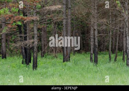 Pino a foglia di manzo, Pinus echinata, tronchi carbonizzati dopo il fuoco Foto Stock