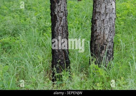 Pino a foglia di manzo, Pinus echinata, tronchi carbonizzati dopo il fuoco Foto Stock