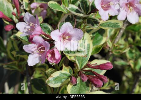 Weigela florida Magical Rainbow ('Kolmagira'PBR). Primo piano di fiori rosa e foglie di weigela variegate crema verde in estate. Foto Stock