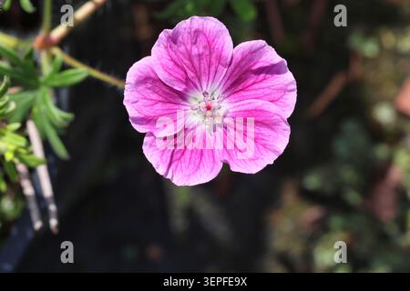 Geranio 'Elke', Fiore singolo di garofano rosa con venature rosa più scuro e bordi bianchi. Foto Stock