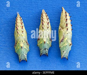 Tre cuccioli a farfalla pavone in primo piano, rivelando intricate colorazioni verde e oro e la notevole bellezza della metamorfosi. Foto Stock