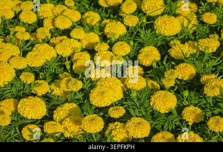 Farfalla arancione su una brillante calendula arancione, lussureggiante giardino con una varietà di calendule in fiore, aspetto morbido e naturale con un accento sulla farfalla. Brig Foto Stock