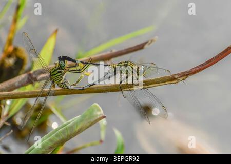 Accoppiamento variegato di dragonfoli skimmer verdi. Fotografato nella parte occidentale di Singapore. Foto Stock