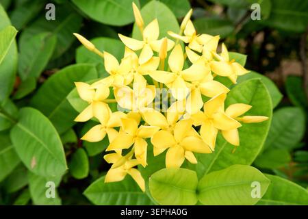 Gruppo di fiori Ixora gialli luminosi che fioriscono tra foglie verdi a Giacarta, Indonesia. Foto Stock