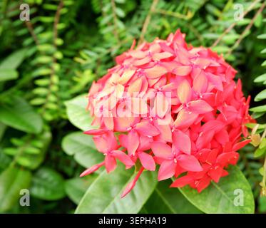 Vivace gruppo di fiori rossi di Ixora che fiorisce in un giardino tropicale a Giacarta, Indonesia. Foto Stock