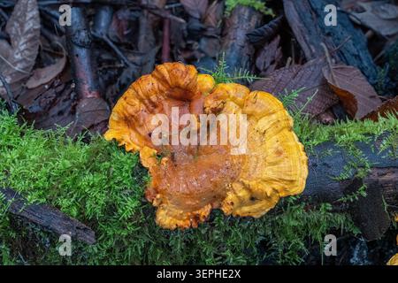 Laetiporus versisporus, Chicken of the Woods, Kinglake NP, Victoria, Australia Foto Stock