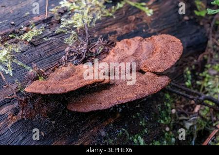 Daedaleopsis confragosa, Blushing Bracket Fungus, Kinglake NP, Victoria, Australia Foto Stock
