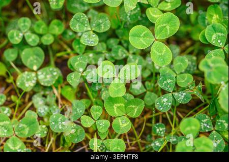 Foglie di trifoglio verde rigogliose ricoperte di scintillanti gocce d'acqua dalla rugiada mattutina. Foto Stock