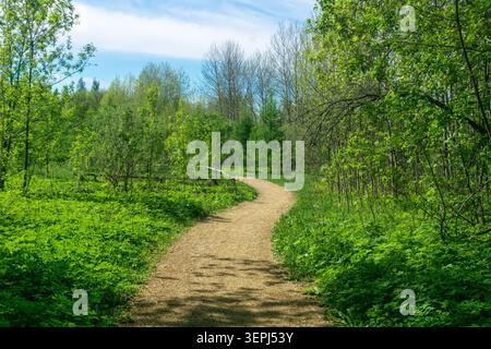 Percorso in una foresta verde primaverile. Paesaggio primaverile con un sentiero. Foto Stock