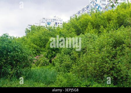 Paesaggio urbano con alberi verdi e cespugli in primo piano e condomini sullo sfondo Foto Stock