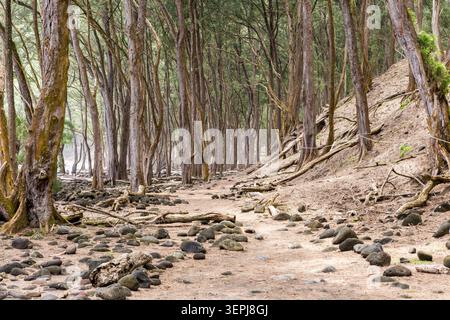 Sentiero boschivo fiancheggiato da rocce vulcaniche e alberi tropicali nella valle di Pololū sull'isola grande delle Hawaii, una valle costiera remota. Foto Stock