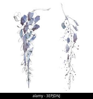 Grappolo sospeso di fiori di glicine viola, gemme disegnate a mano con matita di grafite e spruzzi di acquerello sciolti, superriduttore. Marchio botanico Foto Stock