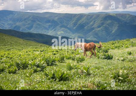 Paesaggio di montagna panoramico dal picco Midzor sulla Stara Planina (montagna Vecchia), con verdi pendii escursionistici, creste rocciose, valli boscose, cielo blu, e. Foto Stock