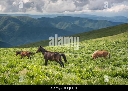 Paesaggio di montagna panoramico dal picco Midzor sulla Stara Planina (montagna Vecchia), con verdi pendii escursionistici, creste rocciose, valli boscose, cielo blu, e. Foto Stock