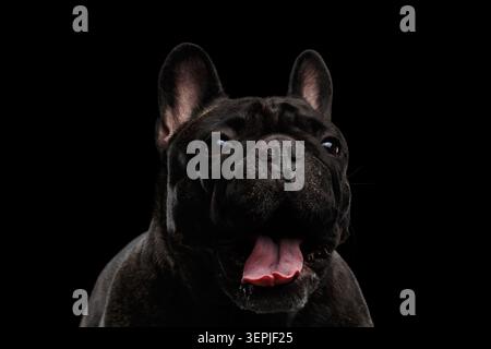 Primo piano del Bulldog francese nero con bocca aperta e lingua su sfondo nero, foto in studio Foto Stock