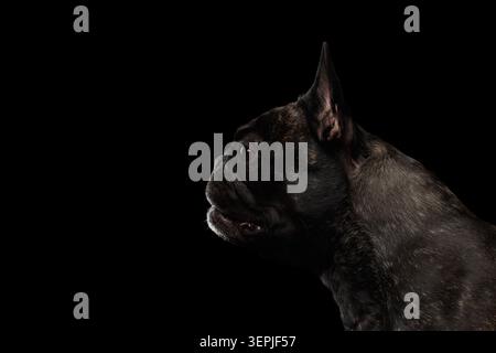 Primo piano del profilo Bulldog francese nero nero su sfondo nero, foto in studio Foto Stock