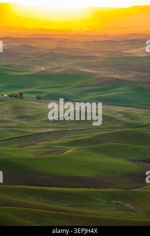 Tramonto dorato sulle colline verdi di Palouse Foto Stock