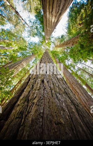 Spettacolare prospettiva ad angolo basso di alberi di sequoia alti Foto Stock