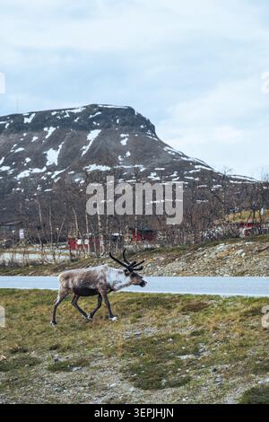 Renne che camminano su un orlo accanto a una strada di montagna in Lapponia Foto Stock