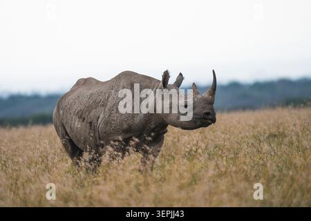 Rinoceronte nero in piedi nelle praterie di Ol Pejeta Conservancy Foto Stock