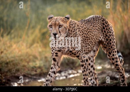 Cheetah cammina verso la macchina fotografica attraverso la savana Foto Stock