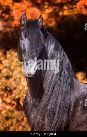 Puro cavallo spagnolo, andaluso. Ritratto di stallone nero. Spagna Foto Stock