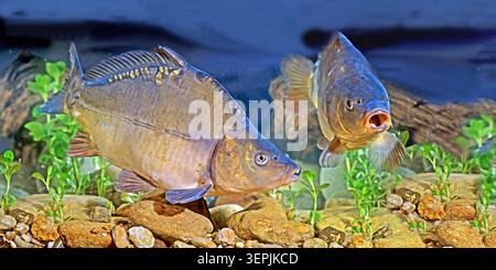 Carpa a specchio, carpa europea (Cyprinus carpio). Due persone sott'acqua, prigioniere Foto Stock
