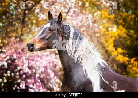 American Paint Horse. Ritratto di mare. Germania Foto Stock