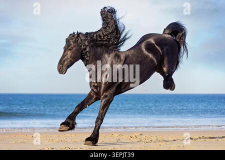 Cavallo friesiano. Lo stallone si esibisce su una spiaggia. Spagna Foto Stock