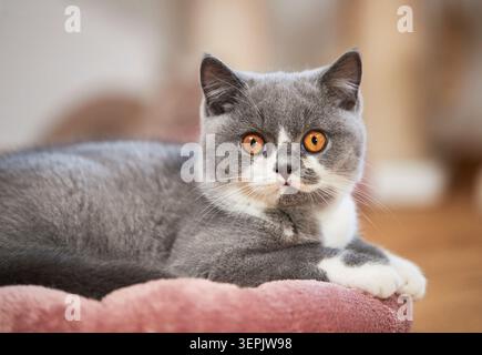 Shorthair britannico. Gattino steso su un letto per animali domestici. Germania Foto Stock