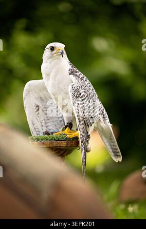 Gyrfalcon ibrido x Lanner Falcon (Falco peregrinus x Falco biarmicus). Uccello adulto addestrato in piedi su un palo. Germania Foto Stock