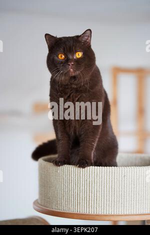 Shorthair britannico. Un gatto nero siede su un palo graffiante Foto Stock