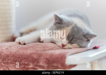 Gatto britannico Shorthair. Gattino che dorme su un palo graffiante. Germania Foto Stock